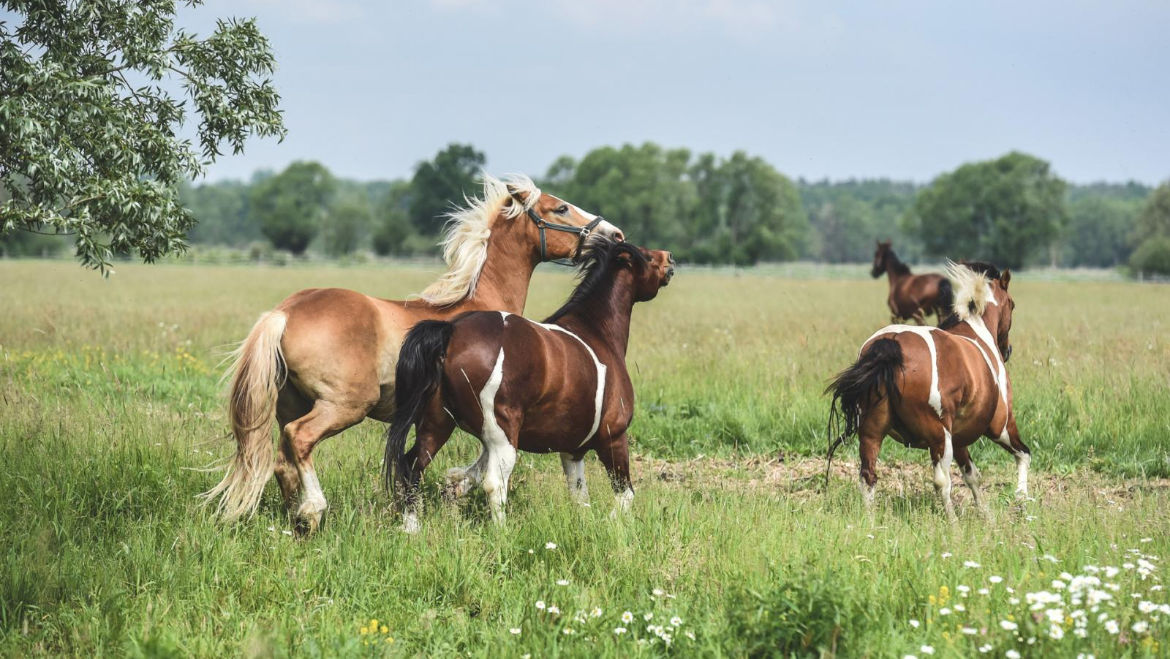 Obraz przedstawia cztery konie na zielonej łące, otoczonej drzewami i dzikimi kwiatami. Trzy z nich mają brązowo-białe umaszczenie z charakterystycznymi białymi plamami, a jeden jest jasnobeżowy z bujną, białą grzywą.