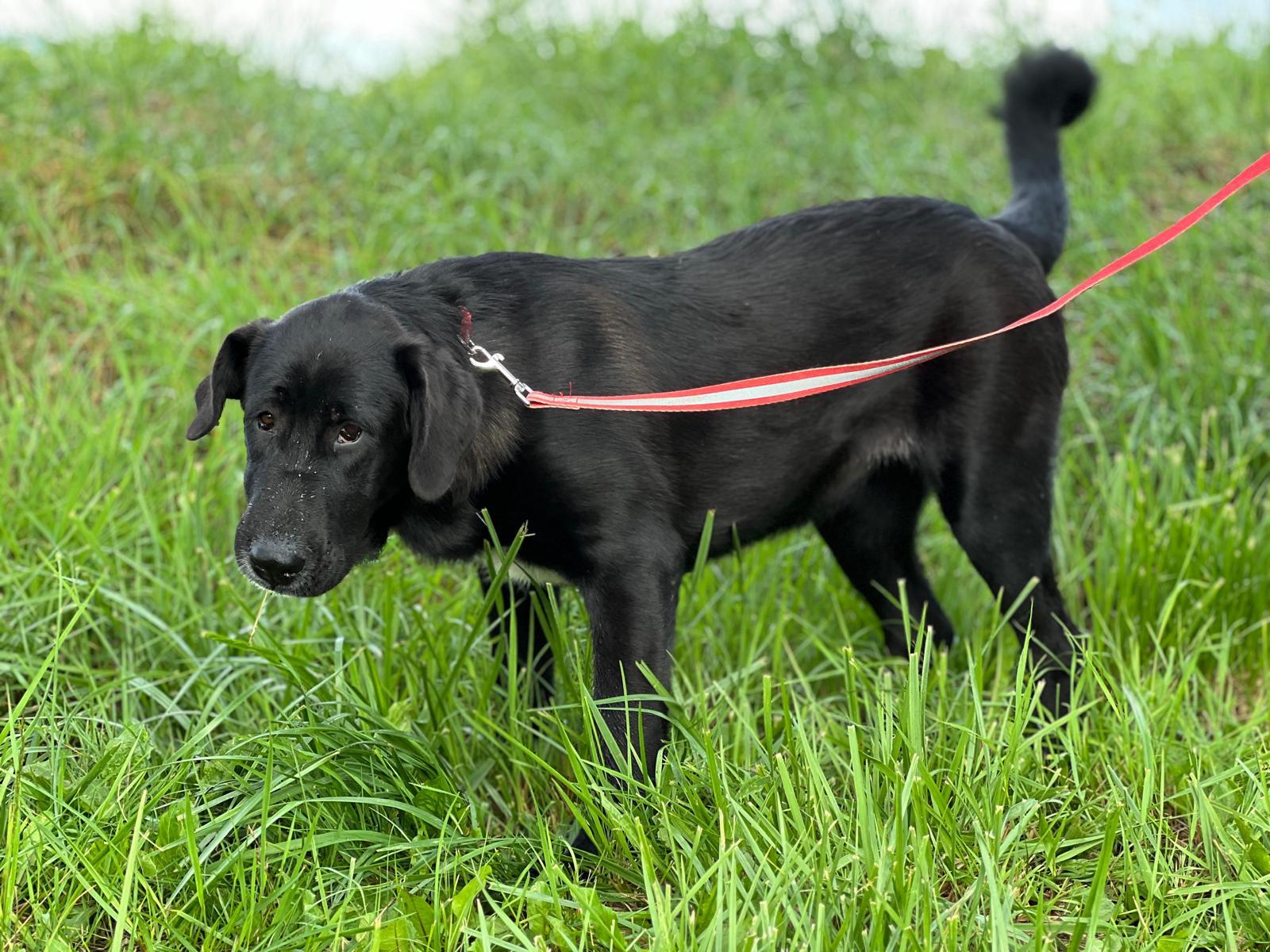 Na zdjęciu widać czarnego psa stojącego na trawie. Pies jest przypięty do czerwonej smyczy i patrzy w bok z lekko opuszczoną głową. W tle widać zieloną roślinność.