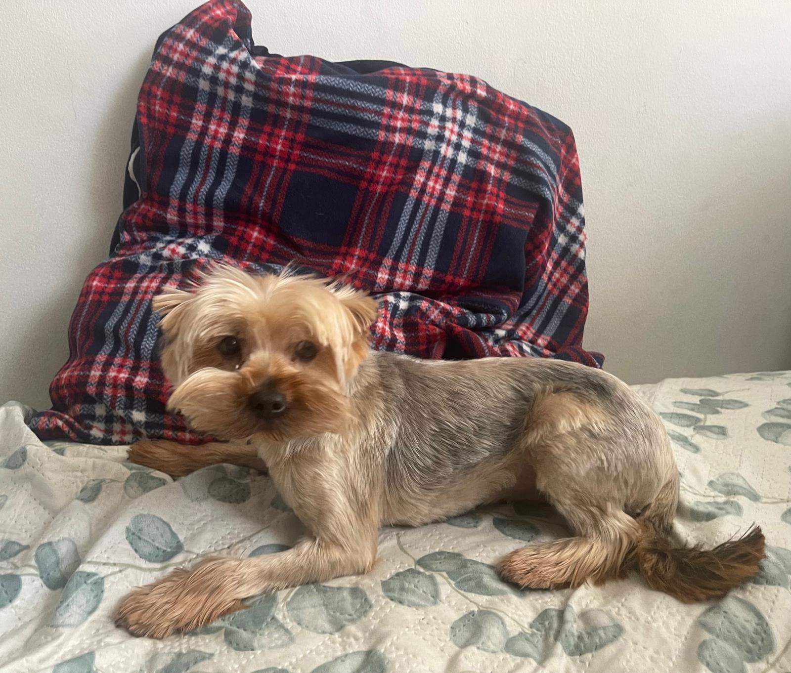 Na zdjęciu widać małego psa o jasnobrązowej i szarej sierści leżącego na łóżku. Za nim znajduje się poduszka w czerwono-granatową kratę. Pies patrzy w stronę aparatu z spokojnym wyrazem pyska.