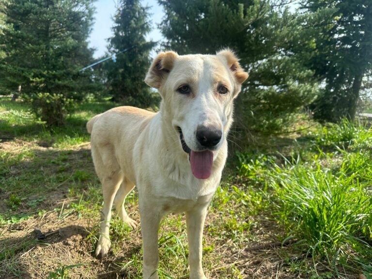 Na zdjęciu widać jasnego psa stojącego na trawie w słoneczny dzień. Pies ma otwarty pysk i wysunięty język, jakby był zadowolony lub lekko zmęczony. W tle znajdują się drzewa i zielona roślinność.
