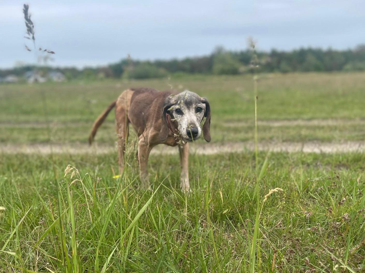 Na zdjęciu widać starszego psa stojącego na trawie na otwartym polu. Pies ma krótką, brązową sierść z siwą kufą i długie, opadające uszy. W tle widoczny jest rozległy krajobraz z polami i linią drzew.