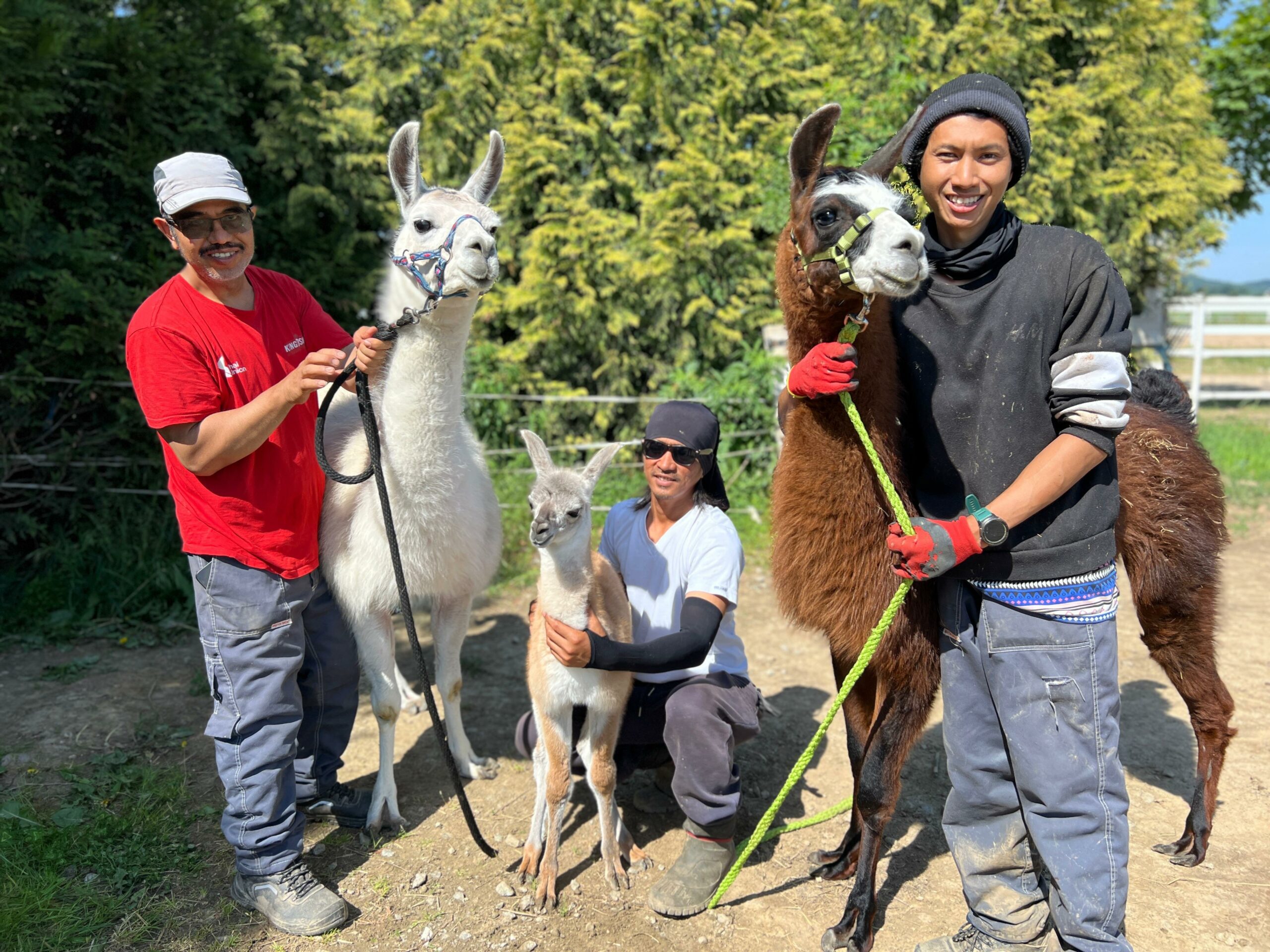 Na zdjęciu widzimy trzy uśmiechnięte osoby w słoneczny dzień, każda z nich opiekuje się lamą. Po lewej stronie stoi osoba trzymająca dorosłą, białą lamę z kolorowym kantarem. W centrum ktoś klęczy, obejmując młodą lamę o jasnobrązowym i białym umaszczeniu. Po prawej stronie kolejna osoba prowadzi dorosłą, brązową lamę z zielonym kantarem. Tło stanowi ogrodzony teren z zielonymi drzewami.