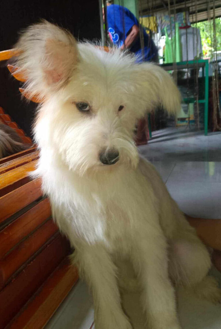 Na zdjęciu widać białego, długowłosego psa siedzącego przy drewnianych schodach lub meblu. Jedno ucho ma uniesione, a drugie lekko opada. Pies patrzy w dół z łagodnym wyrazem pyska. W tle widać wnętrze domu oraz osobę stojącą w oddali.