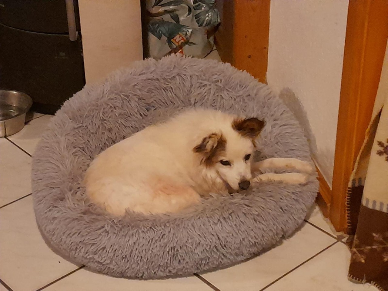 Na zdjęciu widać jasnego psa leżącego w okrągłym, puszystym legowisku w domu. Pies jest zwinięty i patrzy w bok. Legowisko stoi na jasnej, kafelkowej podłodze, a w tle widać miskę dla zwierząt i fragment mebli.