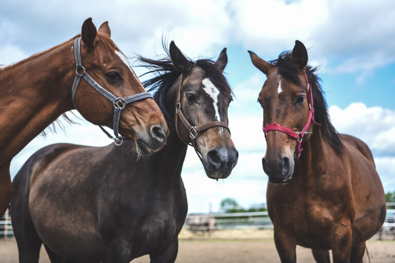 Na zdjęciu przedstawione zostały trzy konie stojące blisko siebie na zewnątrz. Koń po lewej jest kasztanowaty, z ciemniejszą grzywą i w ciemnej kantarze. Koń w środku jest ciemniejszy, prawie czarny z białą smugą na pysku, w ciemnym kantarze. Koń po prawej jest również kasztanowaty, z ciemną grzywą, nosi czerwony kantar. Tło pokazuje rozmyty teren zagrody, z ogrodzeniem i zielonymi elementami, a nad końmi widać niebo z chmurami.