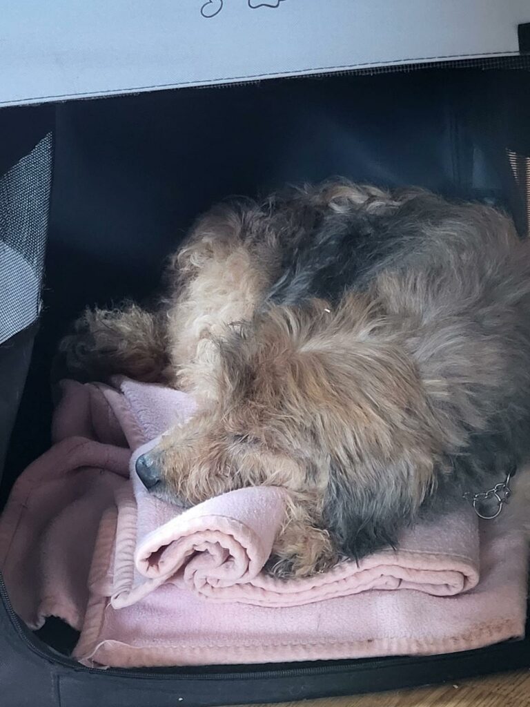 Na zdjęciu widać małego, kudłatego psa śpiącego w transporterze. Leży zwinięty na różowym kocu, z głową opartą na zwiniętym materiale. Wnętrze transportera jest ciemne i przytulne.