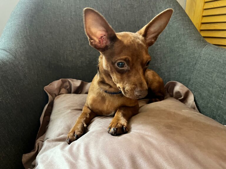 Na zdjęciu widać małego, brązowego psa z dużymi, stojącymi uszami. Leży na poduszce w fotelu. Pies ma na szyi obrożę i patrzy lekko w bok z czujnym wyrazem pyska.