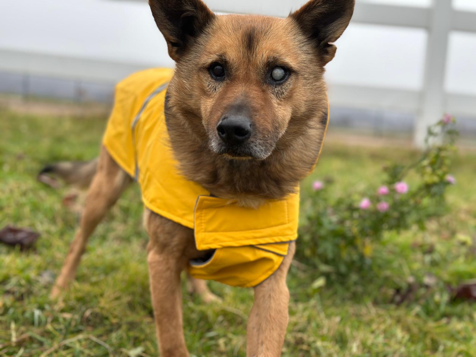 Na zdjęciu widać brązowego psa stojącego na trawie. Ma na sobie żółtą kamizelkę lub płaszczyk. Pies patrzy prosto w stronę aparatu, a w tle widoczne są rośliny i ogrodzenie.