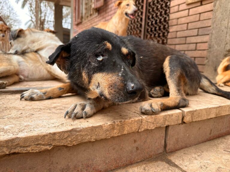 listopad_2024_psy-17