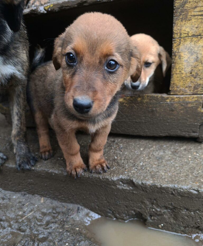 Na zdjęciu widzimy trzy szczeniaki stojące przy drewnianej konstrukcji, prawdopodobnie budzie. Centralny piesek znajduje się na pierwszym planie i patrzy prosto w obiektyw z szeroko otwartymi oczami. Podłoże jest mokre i błotniste, z kałużą tuż przed zwierzętami.
