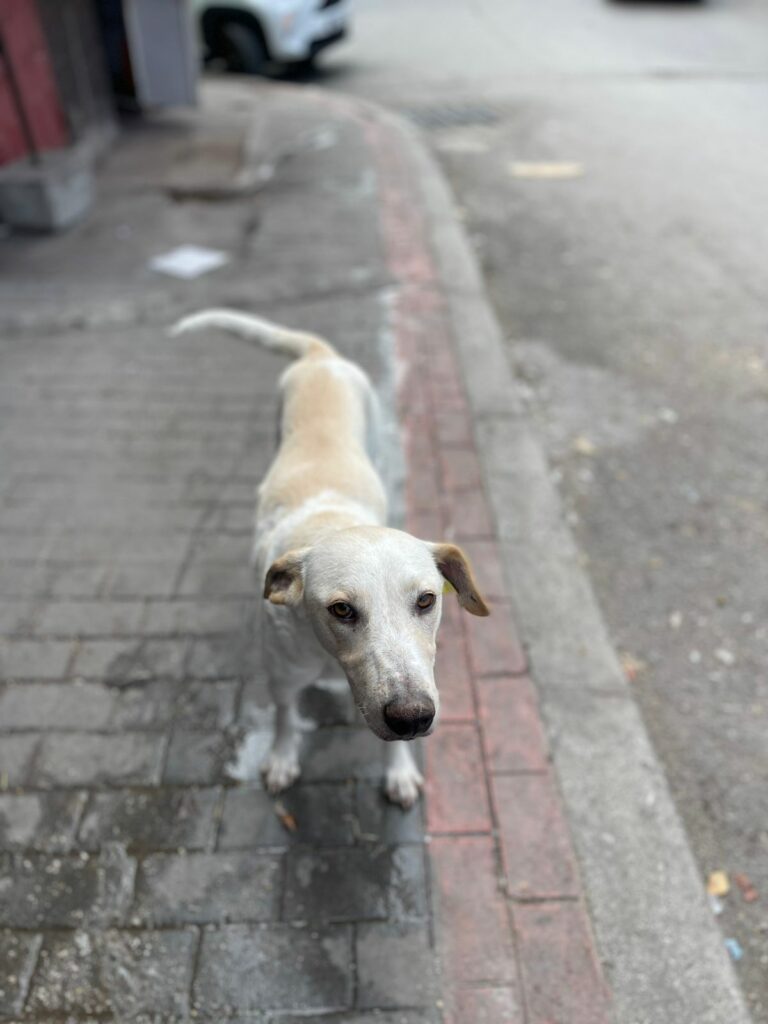 Na zdjęciu widać jasnego, krótkowłosego psa stojącego na chodniku przy krawężniku. Pies patrzy w stronę aparatu, a w tle widoczna jest ulica oraz zaparkowany samochód. Scena wygląda na miejskie otoczenie.