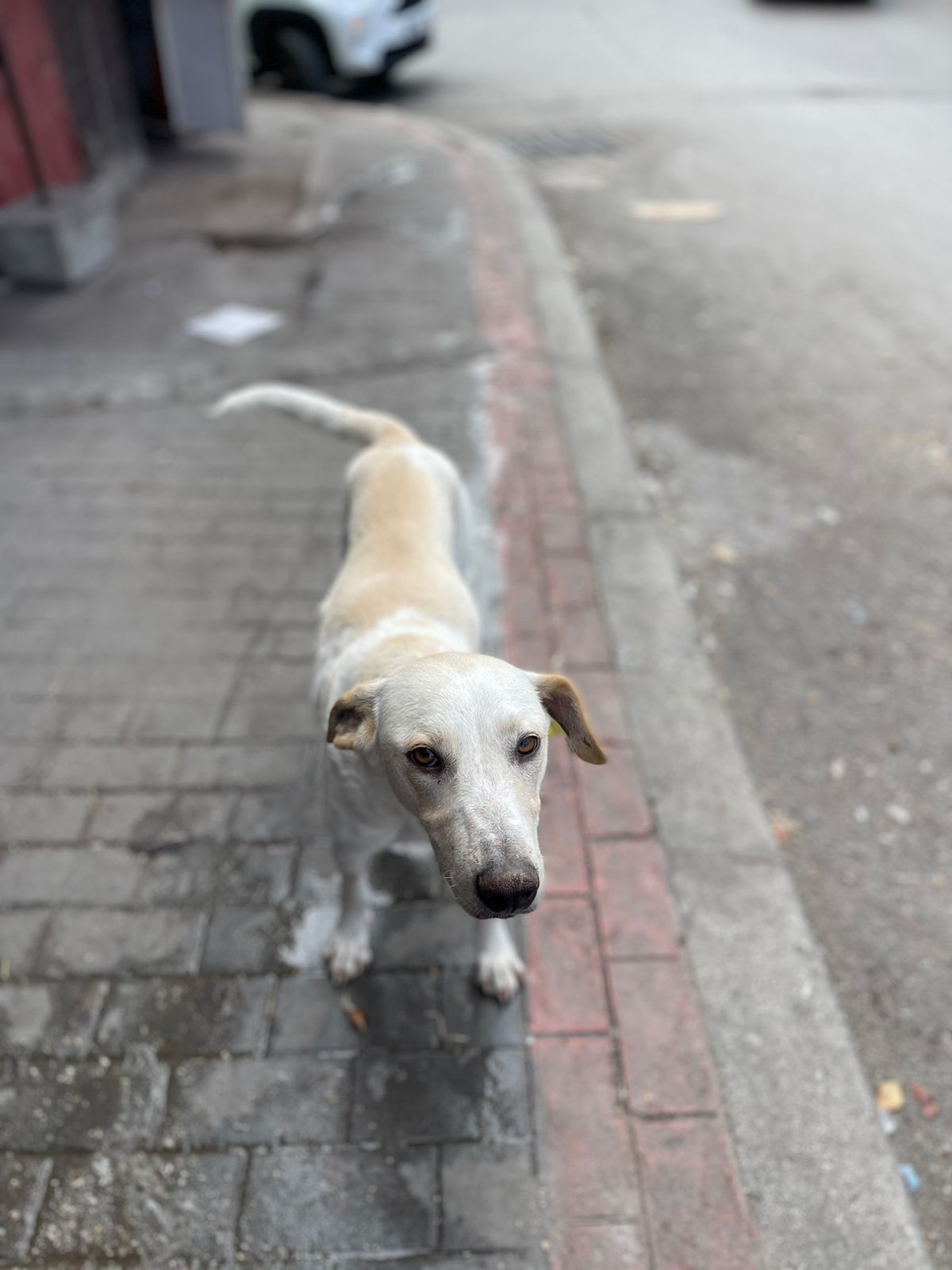 Na zdjęciu widać jasnego, krótkowłosego psa stojącego na chodniku przy krawężniku. Pies patrzy w stronę aparatu, a w tle widoczna jest ulica oraz zaparkowany samochód. Scena wygląda na miejskie otoczenie.