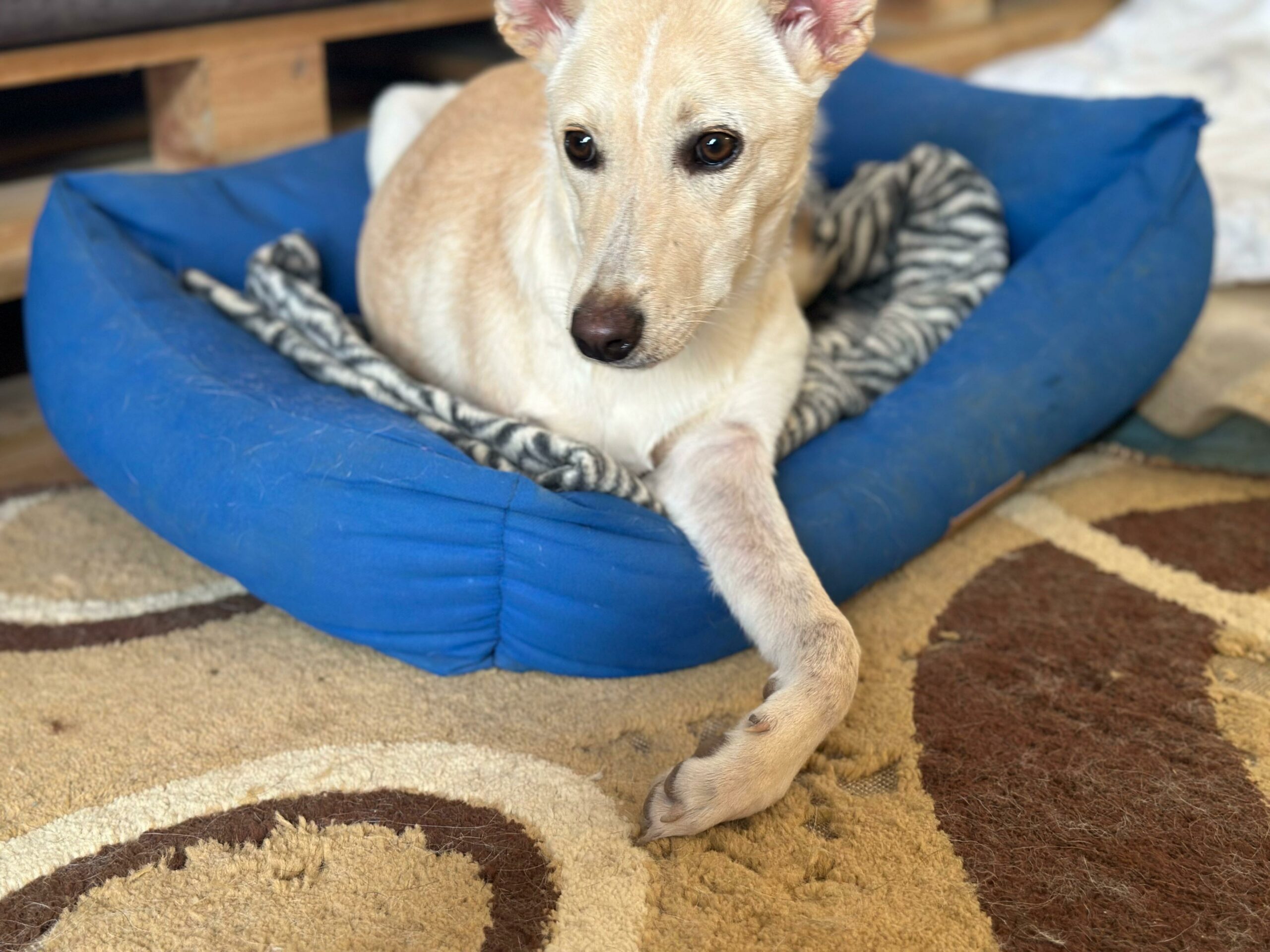 Na zdjęciu widać jasnego psa leżącego w niebieskim legowisku. Pod nim znajduje się miękki koc, a całość stoi na dywanie z geometrycznym wzorem. Pies ma wyciągniętą przednią łapę i patrzy spokojnie w bok.