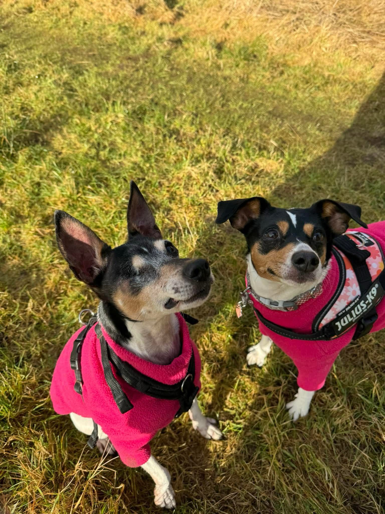 Na zdjęciu widać dwa małe psy stojące na trawie w słoneczny dzień. Oba mają na sobie różowe ubranka i uprzęże. Patrzą w górę, jakby były skupione na osobie robiącej zdjęcie.