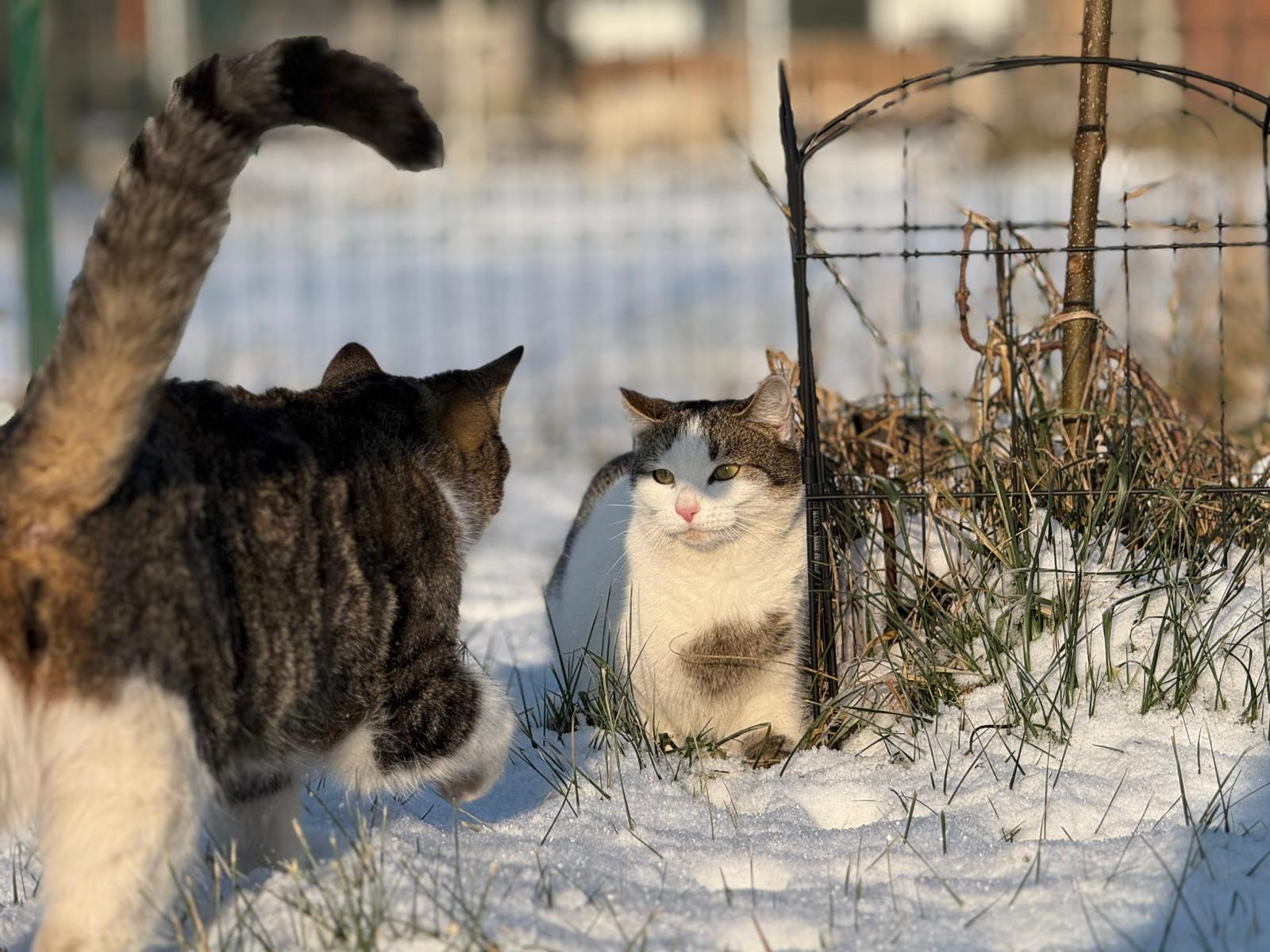Na zdjęciu widzimy dwa koty przebywające na zewnątrz w zimowym otoczeniu. Jeden z nich, o białoszarym umaszczeniu, siedzi za niewielkim drucianym ogrodzeniem obok rośliny i patrzy w stronę drugiego kota. Ten drugi, ciemniejszy pręgowany z białymi łapami, zbliża się z lewej strony kadru. W tle widać zaśnieżony ogród z prześwitującą trawą.