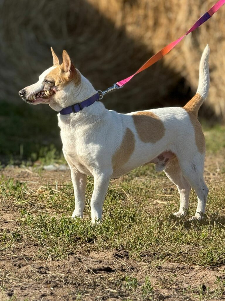 Na zdjęciu widać małego psa o krótkiej, biało-brązowej sierści stojącego na trawie. Pies ma na szyi obrożę i jest prowadzony na kolorowej smyczy. Stoi bokiem do aparatu, z podniesionym ogonem i otwartym pyskiem, jakby był czujny i zainteresowany otoczeniem.