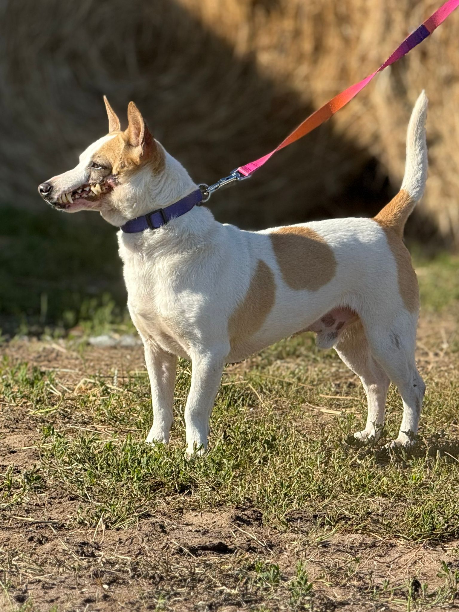 Na zdjęciu widać małego psa o krótkiej, biało-brązowej sierści stojącego na trawie. Pies ma na szyi obrożę i jest prowadzony na kolorowej smyczy. Stoi bokiem do aparatu, z podniesionym ogonem i otwartym pyskiem, jakby był czujny i zainteresowany otoczeniem.