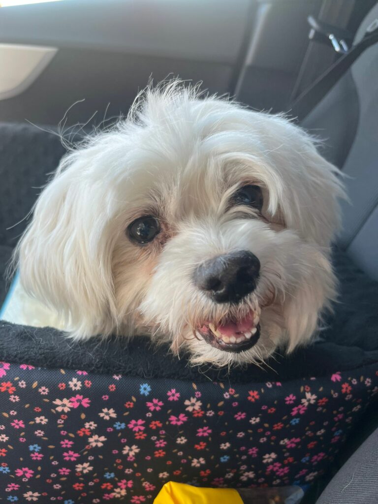 Na zdjęciu widać małego, białego psa siedzącego w transporterze lub legowisku w samochodzie. Pies patrzy w stronę aparatu z lekko otwartym pyskiem, jakby się uśmiechał. W tle widoczne jest wnętrze auta.