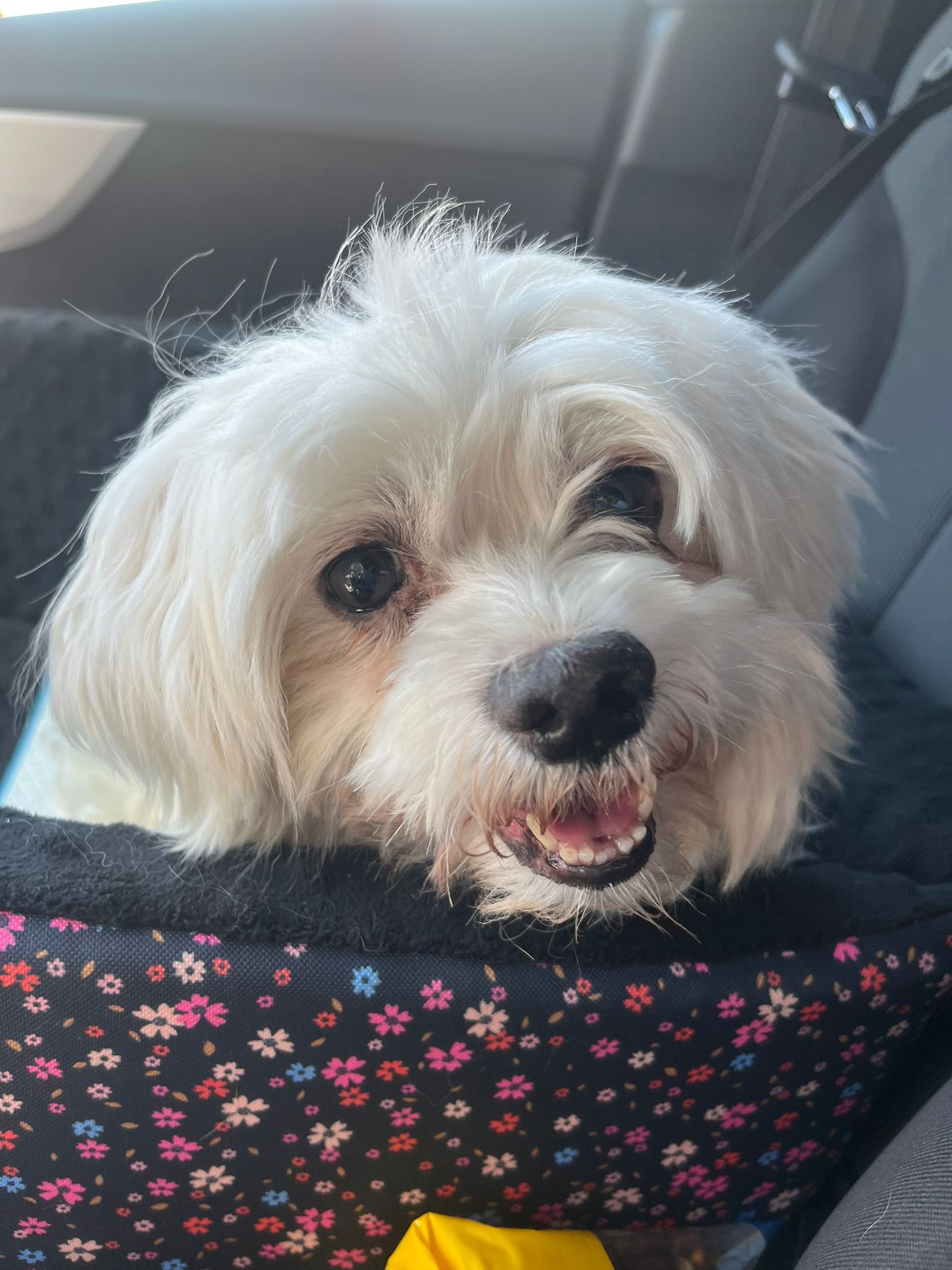 Na zdjęciu widać małego, białego psa siedzącego w transporterze lub legowisku w samochodzie. Pies patrzy w stronę aparatu z lekko otwartym pyskiem, jakby się uśmiechał. W tle widoczne jest wnętrze auta.