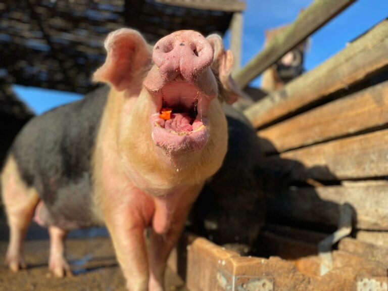 Na przesłanym zdjęciu widać prosiaka lub dorosłą świnię stojącą blisko aparatu, najprawdopodobniej na podwórku gospodarczym. Świnia jest różowo-czarna, z różową głową i pyskiem oraz ciemniejszą częścią ciała. Jej pysk jest szeroko otwarty, widać język i kawałek jedzenia.