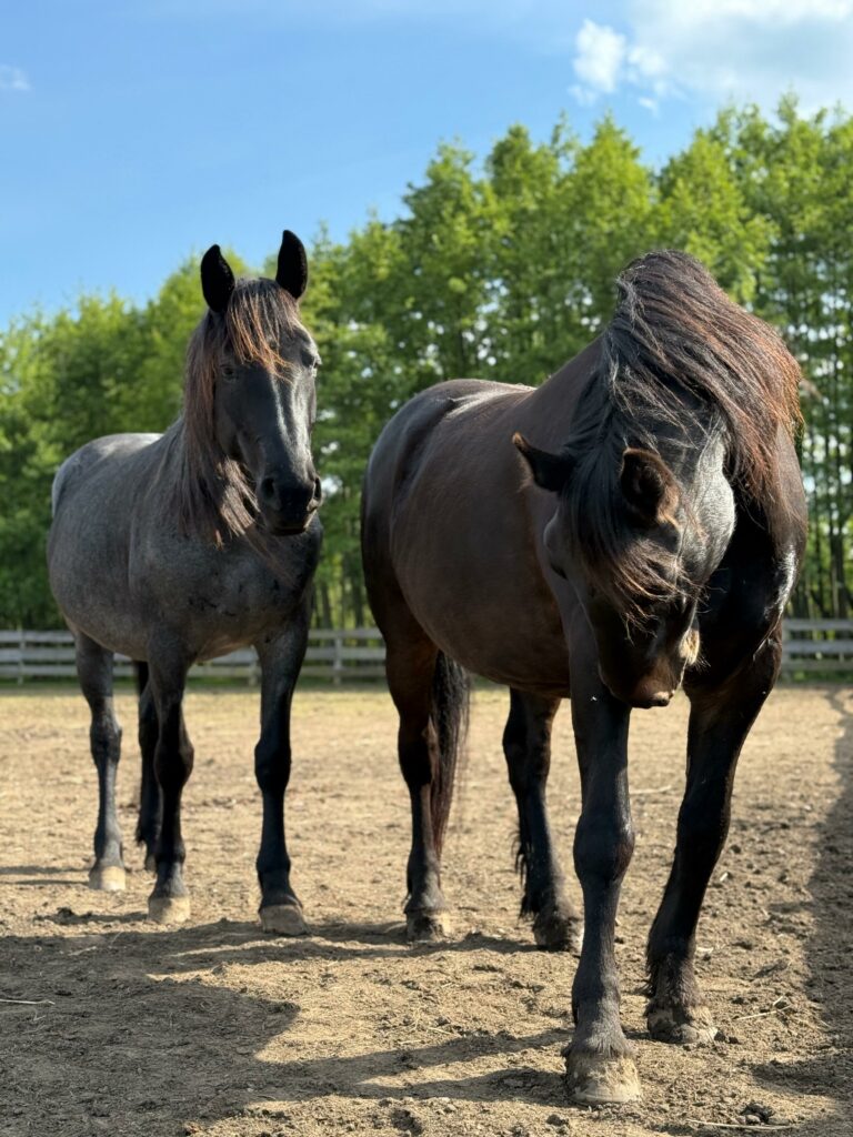 izyda_i_lola-do_adopcji_wirtualnej-2