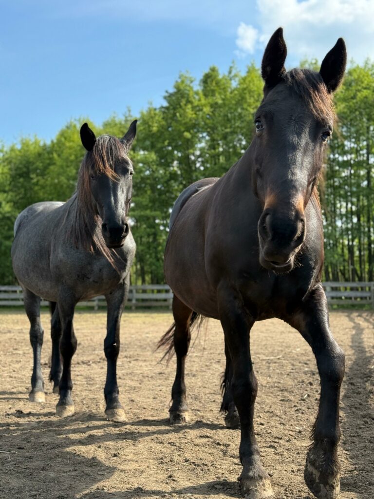 izyda_i_lola-do_adopcji_wirtualnej-8