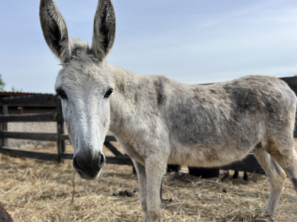 Na zdjęciu widzimy osła o jasnoszarej sierści z ciemniejszymi plamami, stojącego na wyścielonym słomą podłożu w ogrodzonym, zewnętrznym zagrodzie. Zwierzę patrzy prosto w obiektyw i ma duże, stojące uszy. W tle znajdują się drewniane ogrodzenia oraz zadaszona konstrukcja.