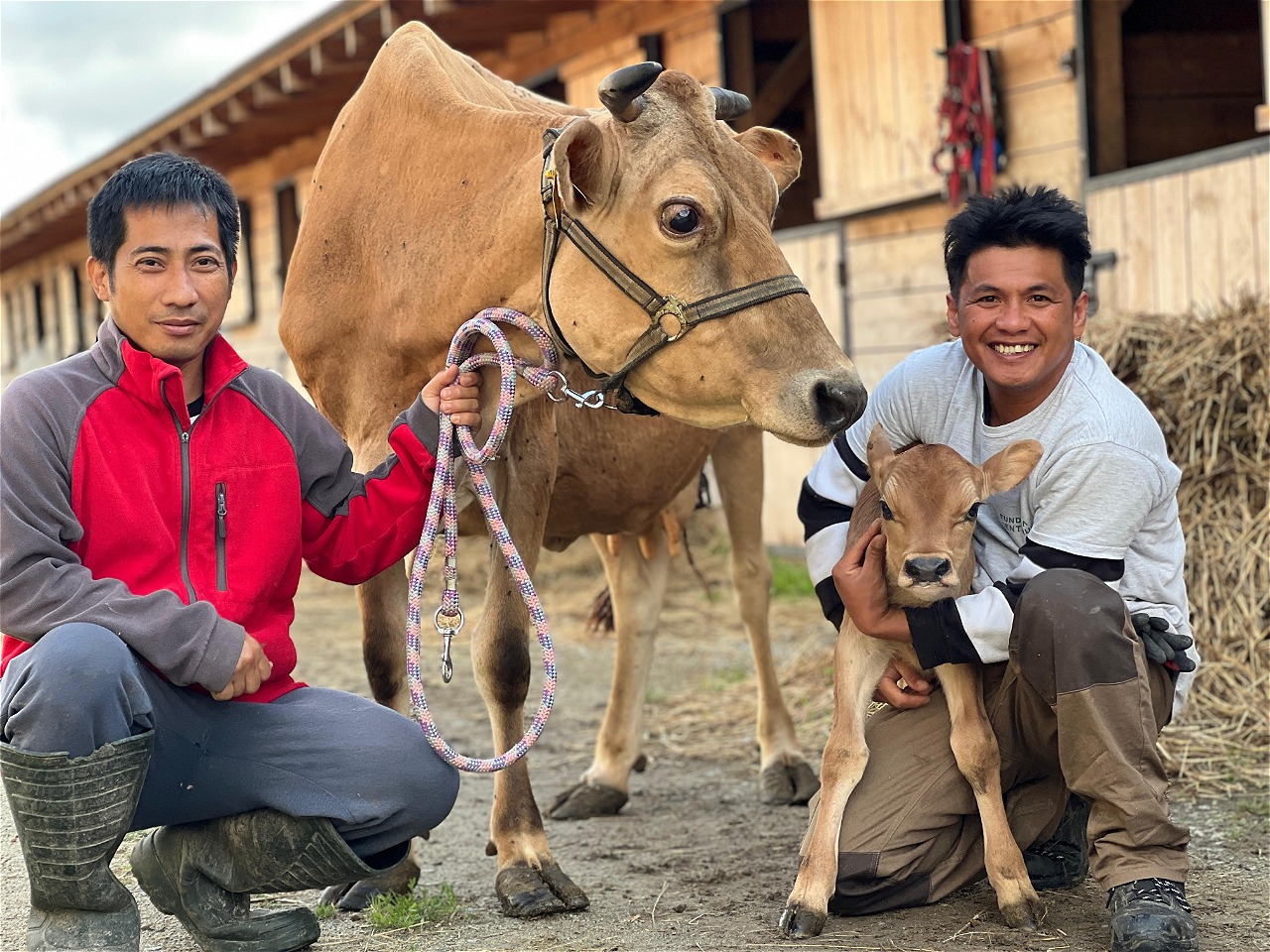 Na zdjęciu widzimy dwóch mężczyzn w scenerii wiejskiej, pozujących z krową i cielakiem przed drewnianą stajnią. Mężczyzna po lewej klęczy i trzyma linę przywiązana do dorosłego zwierzęcia, które stoi spokojnie między nimi. Po prawej stronie drugi uśmiechnięty mężczyzna kuca, obejmując młodego cielaka, który wygląda na bardzo młodego. W tle widać bele siana i drewniane zabudowania.