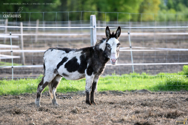 Na zdjęciu znajduje się osioł o czarno-białym umaszczeniu, stojący na ogrodzonym terenie na świeżym powietrzu. Tło tworzy zielona trawa, ziemia oraz ogrodzenie.