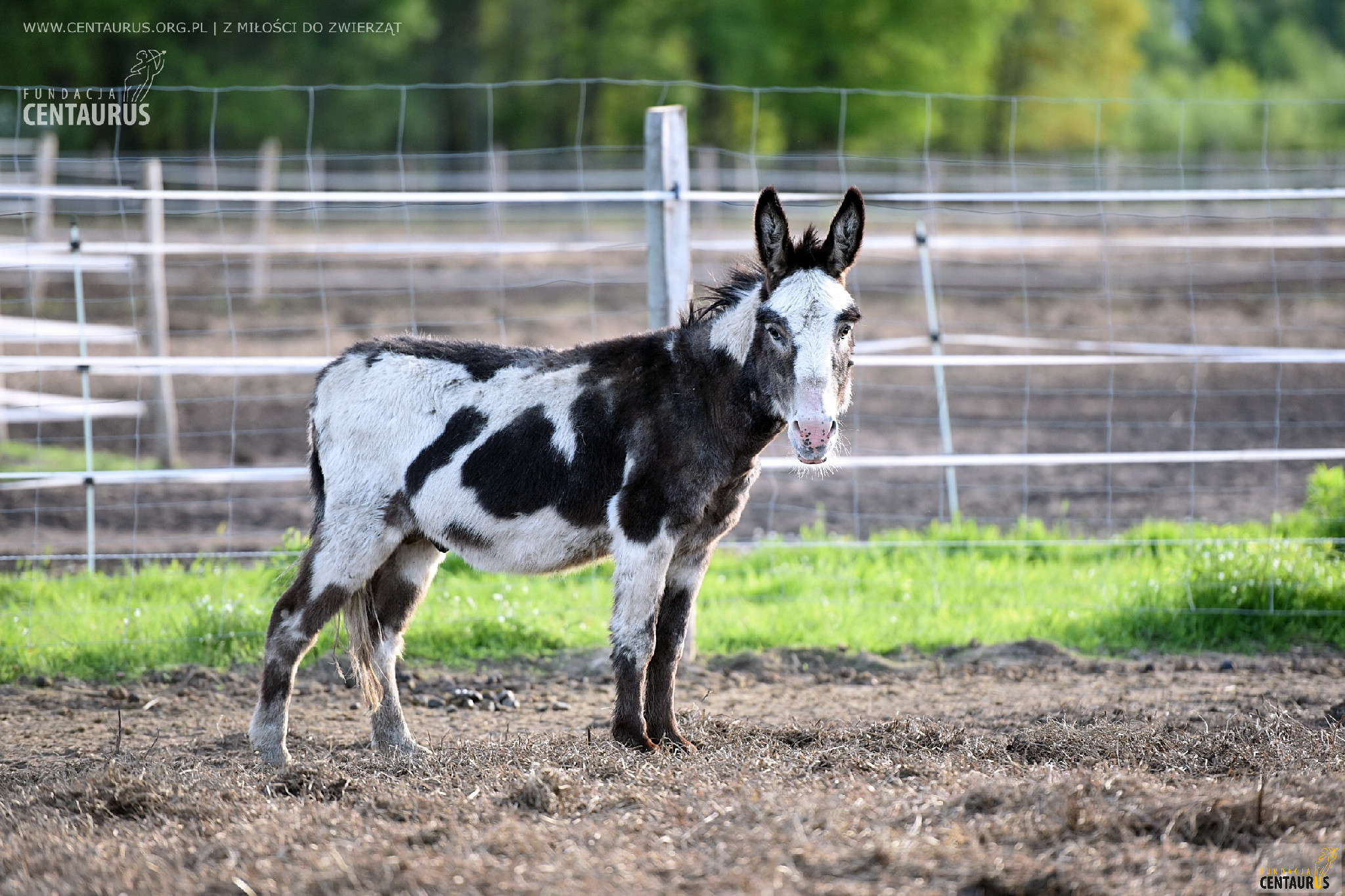 Na zdjęciu znajduje się osioł o czarno-białym umaszczeniu, stojący na ogrodzonym terenie na świeżym powietrzu. Tło tworzy zielona trawa, ziemia oraz ogrodzenie.