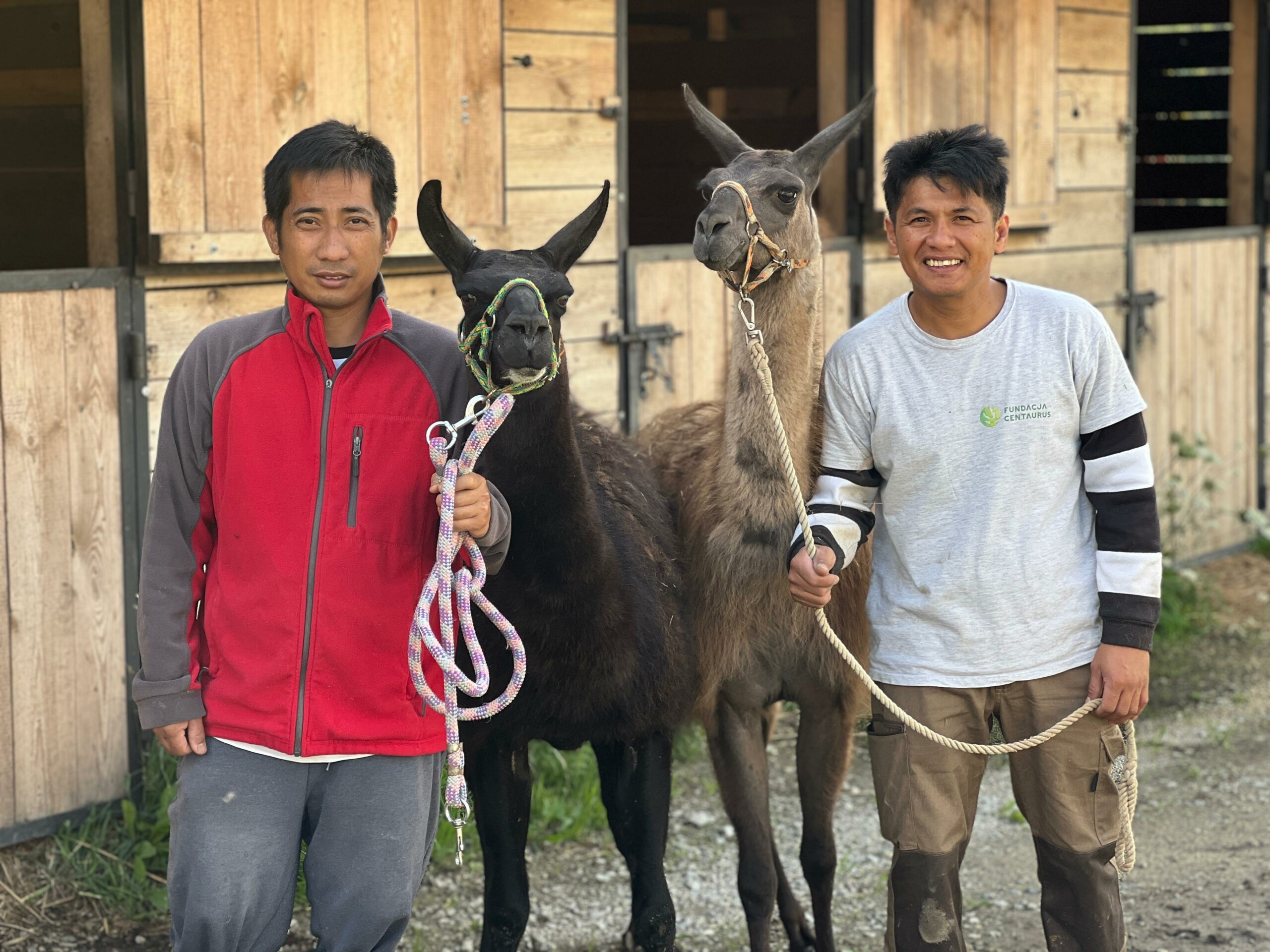 Na zdjęciu widzimy dwóch mężczyzn stojących przed drewnianą stajnią, każdy z nich trzyma lamę. Mężczyzna po lewej ubrany jest w czerwono-szarą kurtkę i szare spodnie, prowadzi czarną lamę z zielonym kantarem i kolorową liną. Po prawej stronie stoi mężczyzna w jasnoszarej koszulce z logo i napisem „Fundacja Centaurus”, trzymając brązową lamę z beżowym kantarem. Tło stanowią drewniane drzwi stajni, z których część jest uchylona, odsłaniając wnętrze budynku.