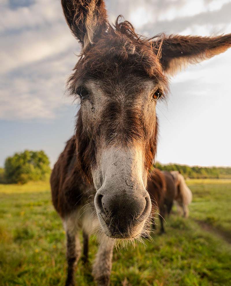 Na zdjęciu widzimy zbliżenie pyska osła stojącego na zielonej łące. Zwierzę patrzy prosto w obiektyw, a jego nos i oczy są wyraźnie widoczne. W tle rozciąga się naturalny krajobraz z trawą, drzewami i kilkoma innymi zwierzętami.