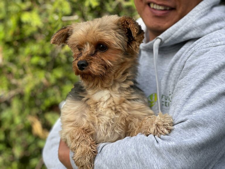 Na zdjęciu widać małego, brązowego psa trzymanego na rękach przez mężczyznę w szarej bluzie z kapturem. Pies ma puszystą sierść i patrzy w bok. W tle znajduje się zielona roślinność, co sugeruje, że zdjęcie zostało wykonane na zewnątrz.