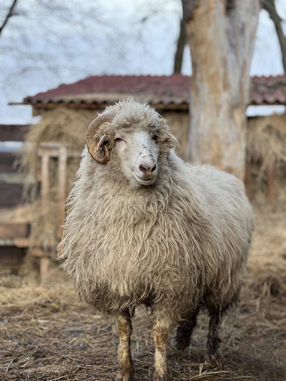 Na zdjęciu znajduje się baran stojący na podłożu pokrytym słomą, w otoczeniu typowym dla gospodarstwa wiejskiego. Zwierzę ma gęstą, kręconą wełnę i charakterystyczne, zakrzywione rogi, co wskazuje na jego dorosłość i siłę. W tle widoczne są stosy siana oraz drewniana konstrukcja.