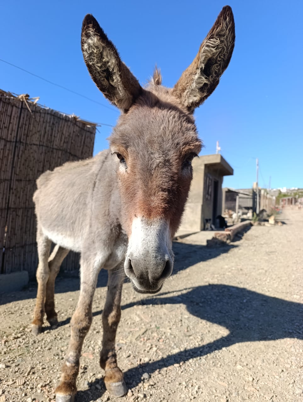 Na zdjęciu widzimy osła stojącego na wiejskiej ścieżce w słoneczny dzień. Zwierzę patrzy prosto w obiektyw. W tle znajduje się bambusowe ogrodzenie, niewielki betonowy budynek oraz inne zabudowania.