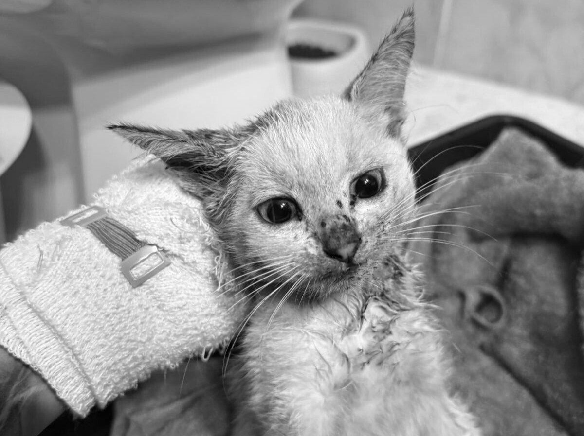Na zdjęciu widzimy zbliżenie małego kotka trzymanego przez osobę w rękawicy. Zwierzę wygląda na mokre i lekko zabrudzone, co może sugerować niedawną akcje ratunkową. Kotek ma szeroko otwarte oczy i czujny wyraz pyszczka, a jego futerko przylega do ciała. W tle widać ręcznik i pojemnik, co wskazuje na miejsce związane z opieką.