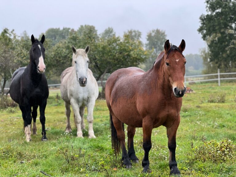 rezerwat_przemko_2025-10