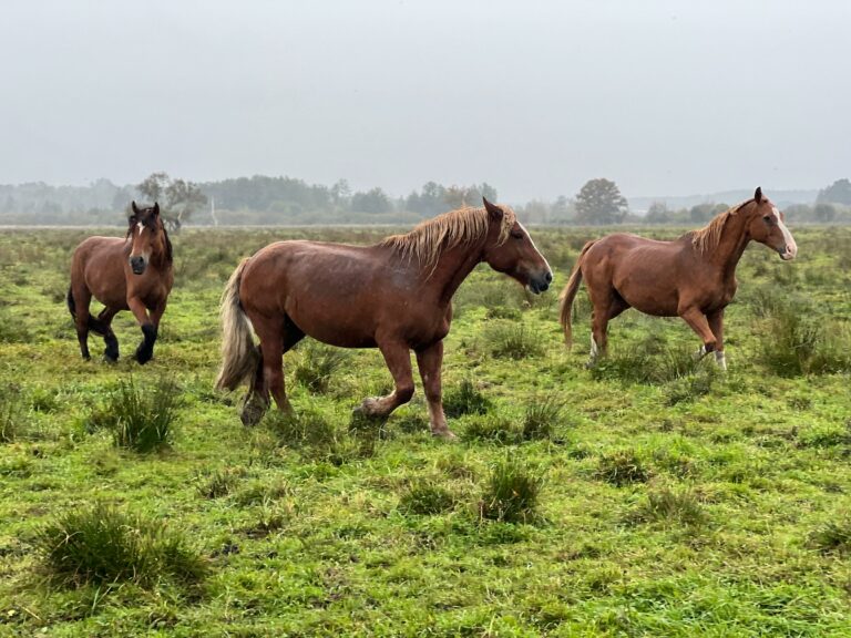 rezerwat_przemko_2025-11