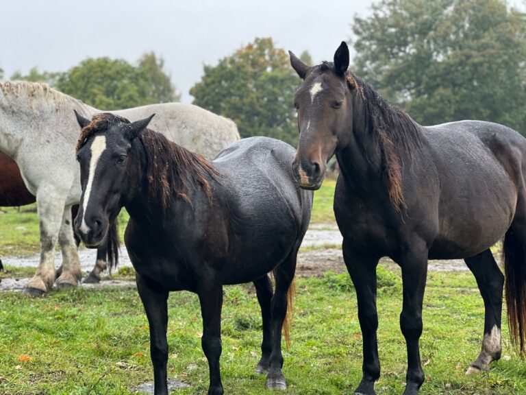 rezerwat_przemko_2025-12