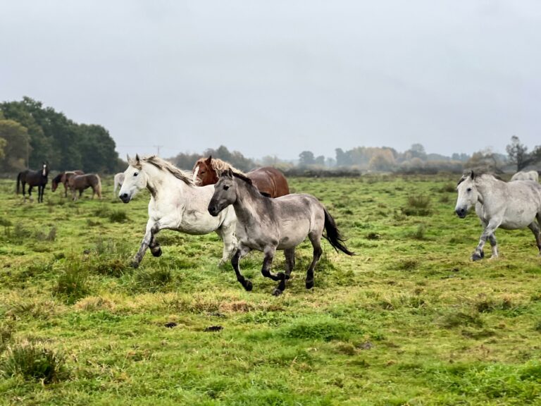 rezerwat_przemko_2025-14