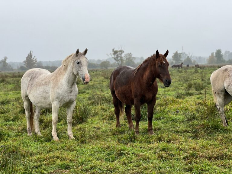 rezerwat_przemko_2025-15