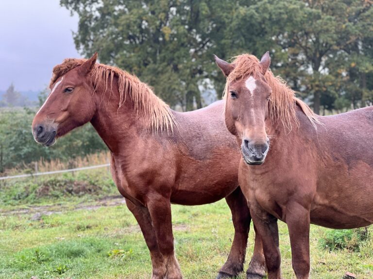 rezerwat_przemko_2025-19