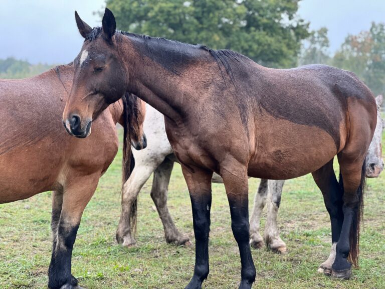 rezerwat_przemko_2025-20