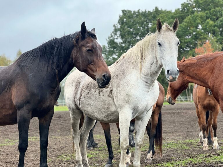 rezerwat_przemko_2025-21