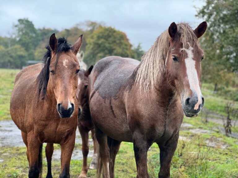 rezerwat_przemko_2025-22