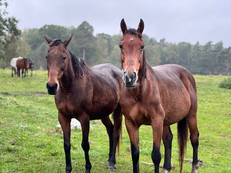 rezerwat_przemko_2025-23