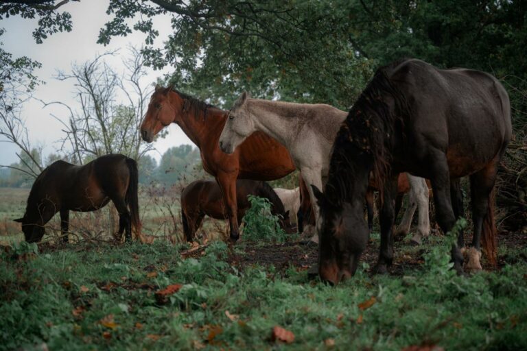 rezerwat_przemko_2025-27