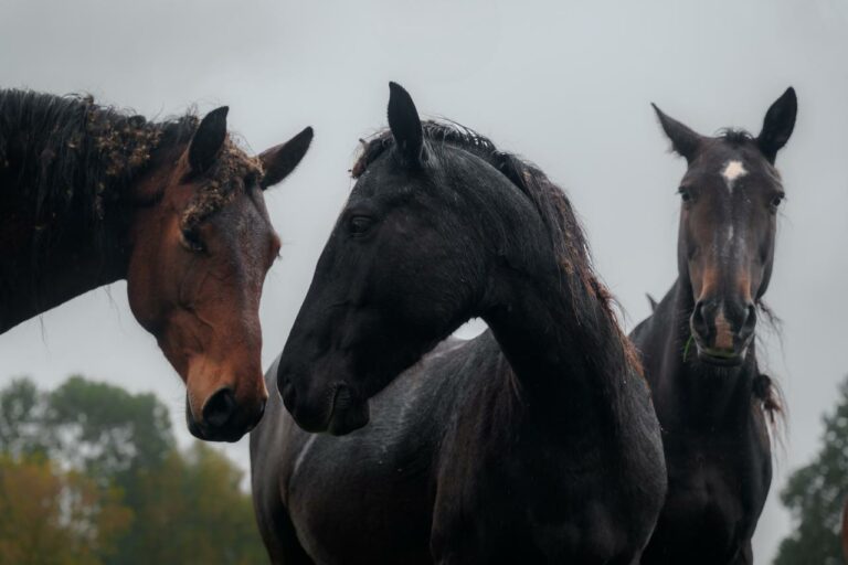 rezerwat_przemko_2025-29