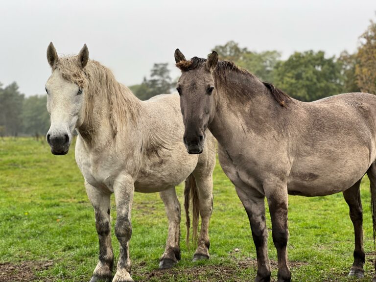 rezerwat_przemko_2025-3