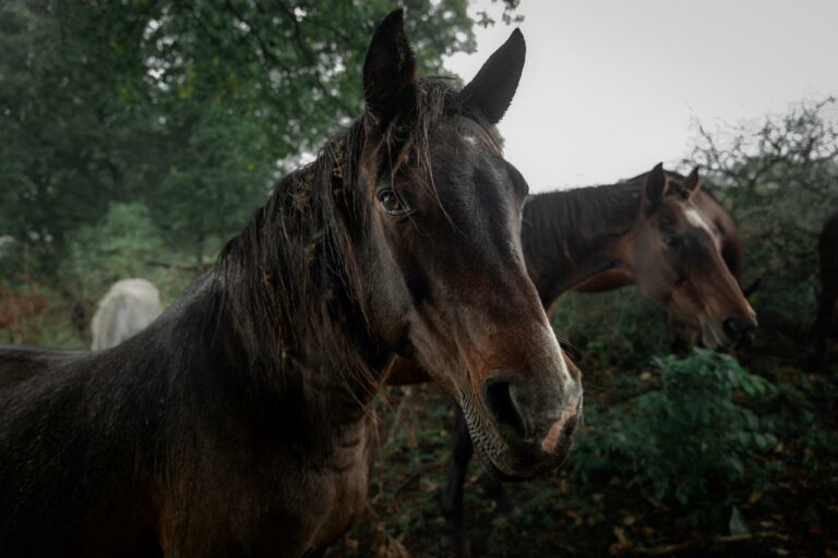 rezerwat_przemko_2025-31